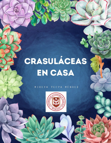 Crasuláceas en casa