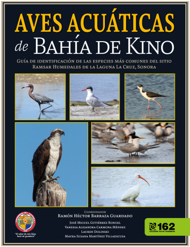 Aves acuáticas de Bahía de Kino