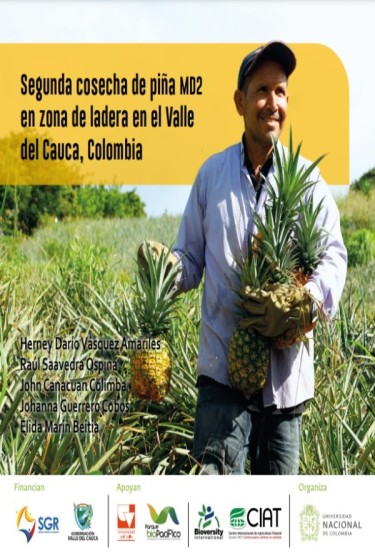 Segunda cosecha de piña MD2 en zona de ladera en el Valle del Cauca, Colombia