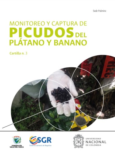 Monitoreo y captura de picudos del plátano y banano