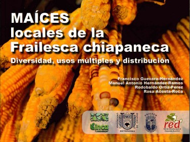 Maíces locales de la Frailesca chiapaneca
